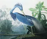 Robert Havell, Louisiana Heron