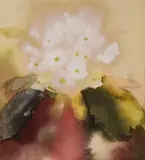 Caroline Bailey, White Primula