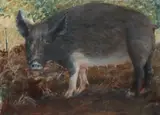 Jenny Richardson, The Neighbours Pig