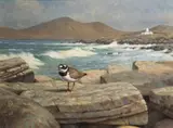 Julian Friers, Plover On The Shore