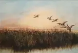 Andrew Nicoll, Ducks In Flight