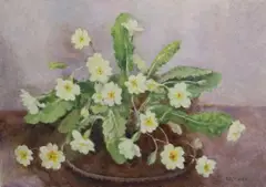 Geraldine O'Brien, Still Life