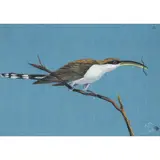 Roberto Magalhães, Untitled, Pastel sobre papel