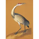 Roberto Magalhães, HOMENAGEM A J.J. AUDOBON, Pastel sobre papel
