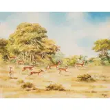 D N. Sousa, IMPALA AEPYCEROS MELAMPUS, aquarela sobre cartão