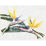 Marcia Novaes, Untitled, Gravura
