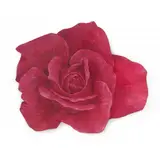 Paulo Von Poser, Rosa, Óleo sobre tela, montada em madeira