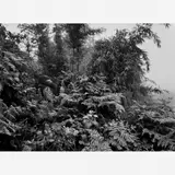 Sebastião Salgado, Gorila-da-montanha Floresta no Monte Sabyinyio, Parque Nacional do Virunga, Ruanda