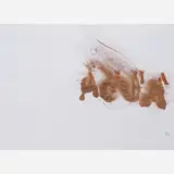 Nuno Ramos, Água, 1992