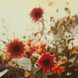 Monica Vendramini, Jardim de Monet, Jivier, Nova Iorque, C-PRINT