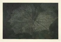 Franz Gertsch, Pestwurz IV, 1993-1994, Mineral colours with dammar varnish as binder, tempera, casein, pastel on cream Kumohadamashi Japanese paper by Heizaburo Iwano