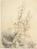 Alexandre Calame, Pflanzenstudie - Kardengewächs, 1840-1850, Bleistiftzeichnung