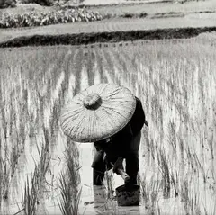 Paul Almasy, Harvesting rice, Indonesia 1962, 1962, photograph