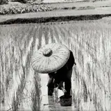 Paul Almasy, Harvesting rice, Indonesia 1962, 1962, photograph