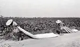 Alfred Eisenstaedt, Cotton Sharecroppers, Scott, Mississippi 1936, 1936, photograph
