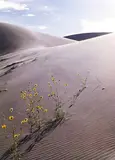 Eliot Porter, Sunflower and Sanddune', Colorado 1959, from the portfolio 'In Wildness