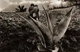 Sebastião Salgado, Mexico