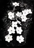 Dogwood’, Yosemite 1958 by Ansel Adams, 1958, photograph, offered Apr 2021