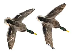 Alexandre Joly, While Duck Twist, 2008