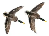 Alexandre Joly, While Duck Twist, 2008
