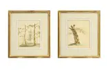 Alexandre Couronne, Etudes d'arbres, 1824, paire d'aquarelles, plumes et encres sur papier
