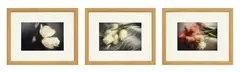 David Hamilton, Tulipes, suite de 3 photographies couleurs