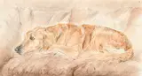François de Poret, Labrador, technique mixte sur papier