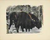 Robert Hainard, Couple de bisons, 1982, bois gravé