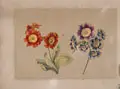Caroline Friederike Friedrich, (zugeschr.), Aurikel (Primula auricula). Wohl um 1800, Gouache über Blei auf "Vanderley"-Bütten