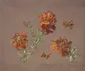 Julius Eduard Braunsdorf, Himalaya-Wolfsmilch (Euphorbia griffithii), 1861, Deckfarben auf grauem Tonpapier, vollflächig auf Malpappe montiert