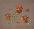Julius Eduard Braunsdorf, Himalaya-Wolfsmilch (Euphorbia griffithii), 1861, Deckfarben auf grauem Tonpapier, vollflächig auf Malpappe montiert