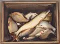 Wolfgang Kühne, Fischkiste, 2007, Wasserfarben und farbige Pastellkreide auf Bütten