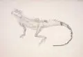 Ann Siebert, Wasseragame, 1988, Bleistiftzeichnung auf leichtem Karton