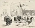 Robert Erbe, Geflügelhof mit Hühnern, Puten, Pfauen und Tauben / Entenfamilie, 1876, Federzeichnung in Tusche und Bleistift auf Papier
