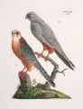 Edward Lear, Trichoglossus swainsonii