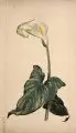 Arno Drescher, Weiße Calla, Um 1912, Farbmonotypie auf Japan, randumlaufend auf Untersatzkarton montiert
