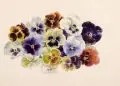 Minni (Hermine) Herzing, Klatschmohn / Stiefmütterchen / Kapuzinerkresse. 1960er Jahre, Wasserfarben auf gelblichem Papier