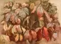 Alfred Hesse, Herbstliche Blätter, Um 1962, Aquarell über Bleistift auf "Schoellers Parole"-Bütten