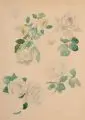 Oskar Schröder, Weiße Edelrose / Bibernell-Rose / Zwei Studien für Porzellandekore. Ende 19. Jh, Gouachen auf Papier