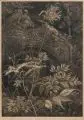 Wilhelm Heise, Blühende Spieren, Um 1925, Steinstich auf feinem Papier