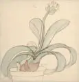 Margarete Junge, Elefantenohr im Topf. Ohne Jahr, Pinselzeichnung in Tusche und Aquarell auf feinem Japan