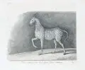 Das Zebra by Johann Elias Ridinger, Kupferstiche auf "Thurneisen"-Bütten, offered Jun 2019