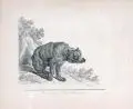 Der Schwarze Bär by Johann Elias Ridinger, Kupferstiche auf Bütten, offered Jun 2019