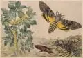 Anton Fidler, Nachtfalter und deren Raupen und Larven. Anfang 20. Jh, Deckfarben über Aquarell auf Papier