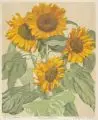 Ernst Rötteken, Sonnenblumen, Farblinolschnitt auf Velin
