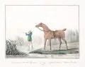Suite de Chevaux by Charles François Gabriel Le Vachez, Um 1800, Radierungen mit Mezzotinto, koloriert, auf wolkigem Papier, offered Mar 2018