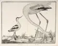 Flamant, Avocette by François Nicolas Martinet, Radierungen auf Bütten, offered Mar 2018