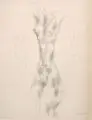 Hartmut Bonk, Weiblicher Torso, 1974, Bleistiftzeichnung und Skizze in Kugelschreiber auf feinem Maschinenbütten