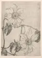 Erich Lindenau, Clematis, Wohl 1950, Radierung mit Plattenton auf festem Papier