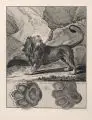 Johann Elias Ridinger, Sechs Tiere und ihre Spuren, 1740, Radierungen auf "Thurneisen"-Bütten, teilweise mit Wasserzeichen